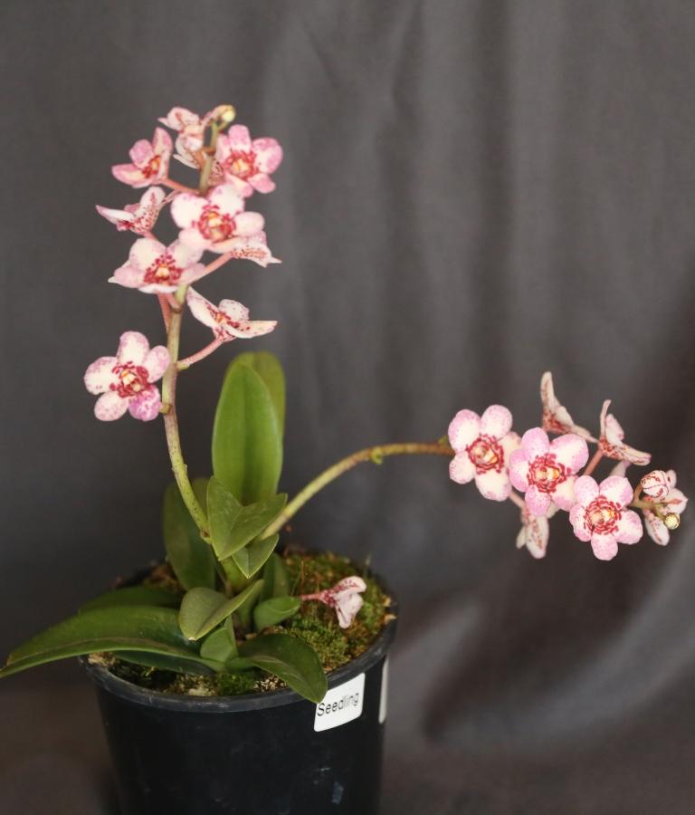 Sarcochilus Kulnura Max - photo 2