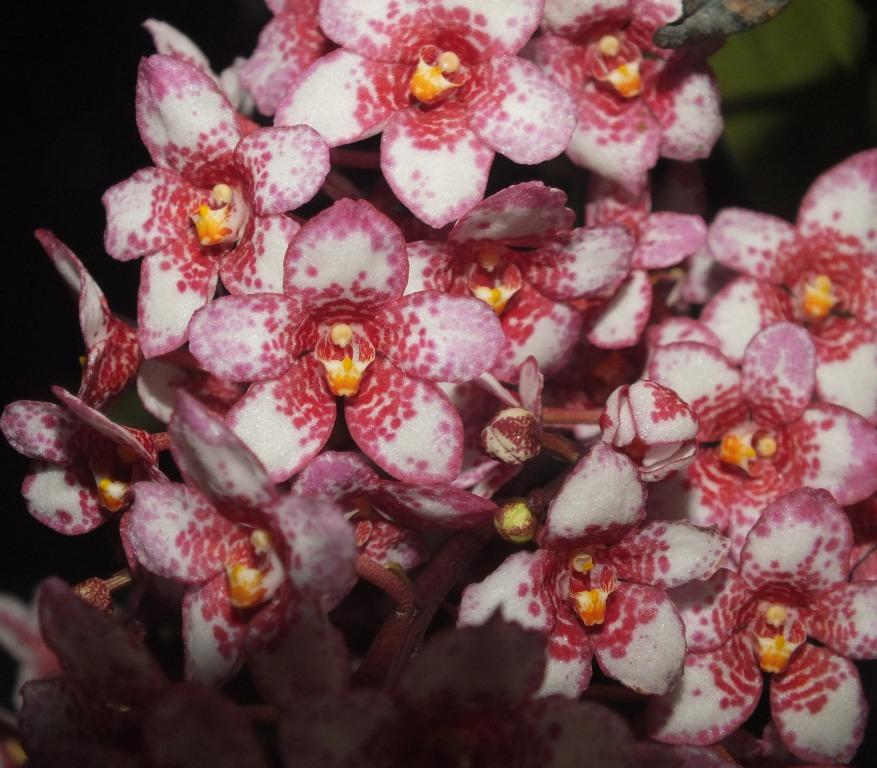 Sarco Kulnura Absolute