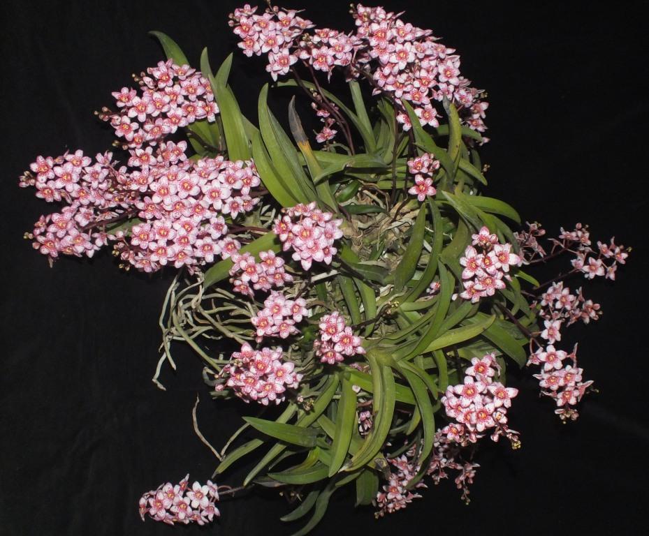 Sarcochilus Kulnura Absolute - photo 2