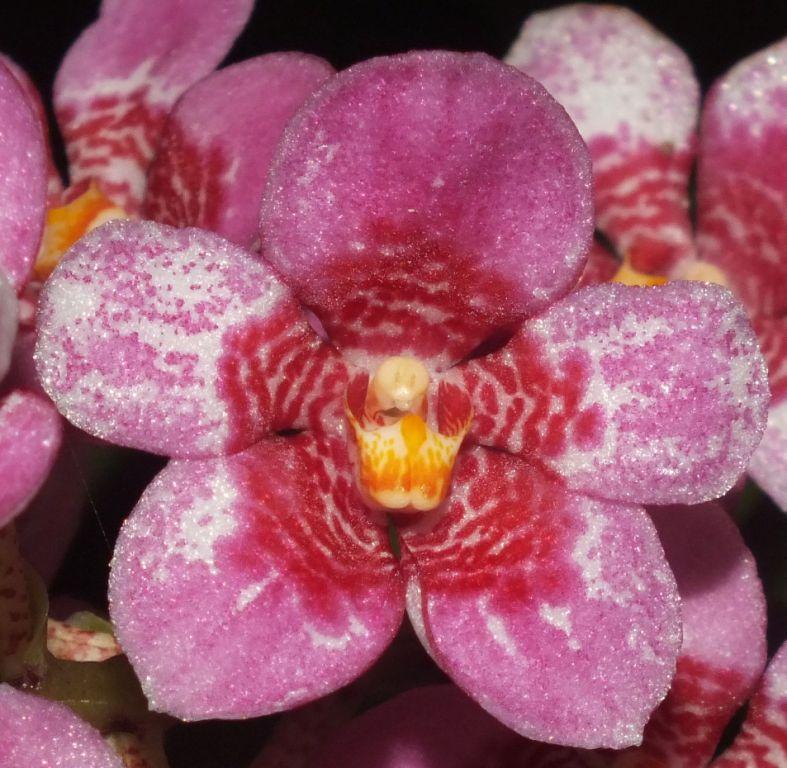 Sarco Kulnura Dragonfly