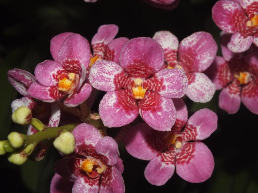 Sarcochilus Kulnura Dragonfly - photo 2