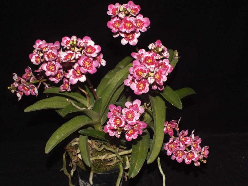 Sarcochilus Kulnura Now - photo 2