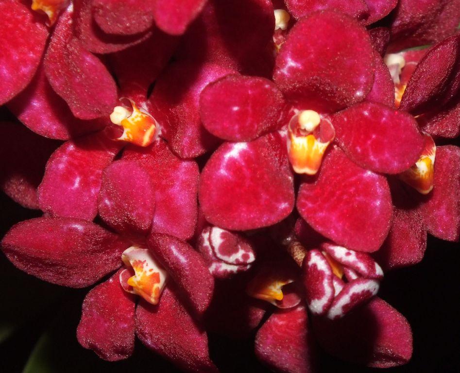 Sarco Kulnura Momentum