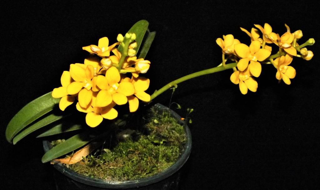 Sarcochilus Kulnura Taser - photo 2