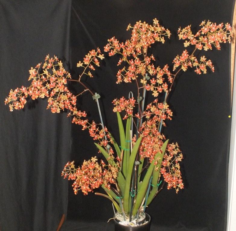 Trichocentrum Gloria Hill - photo 2