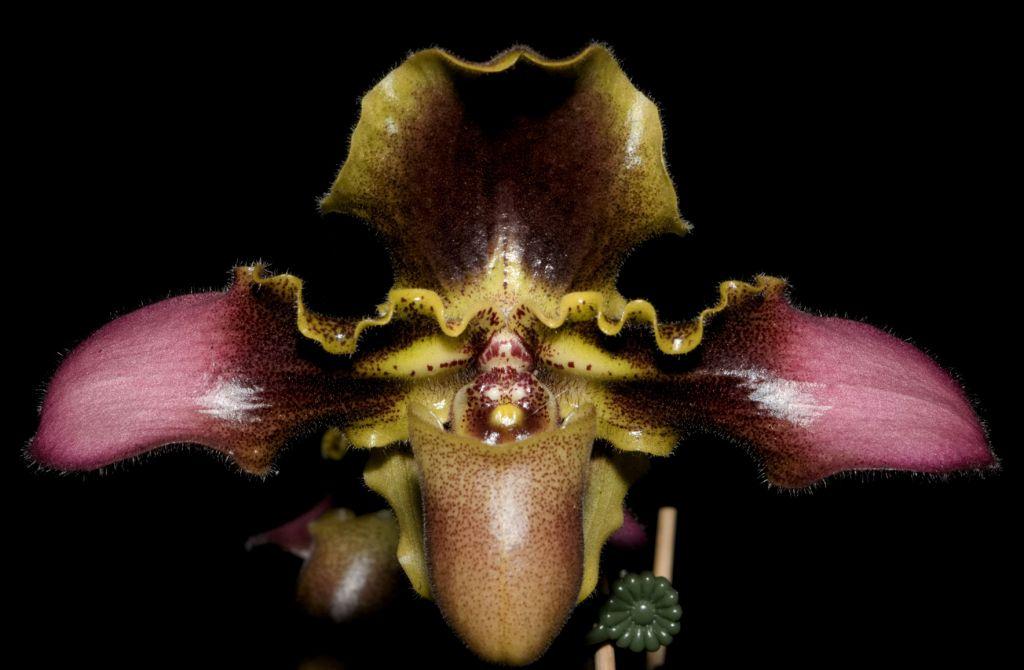 Paphiopedilum hirsutissimum