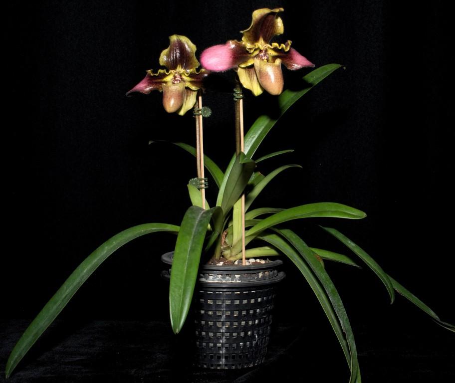Paphiopedilum hirsutissimum - photo 2