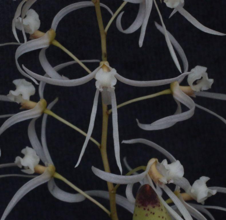 Dendrobium wassellii