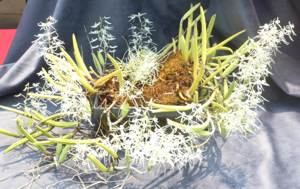 Dendrobium wassellii