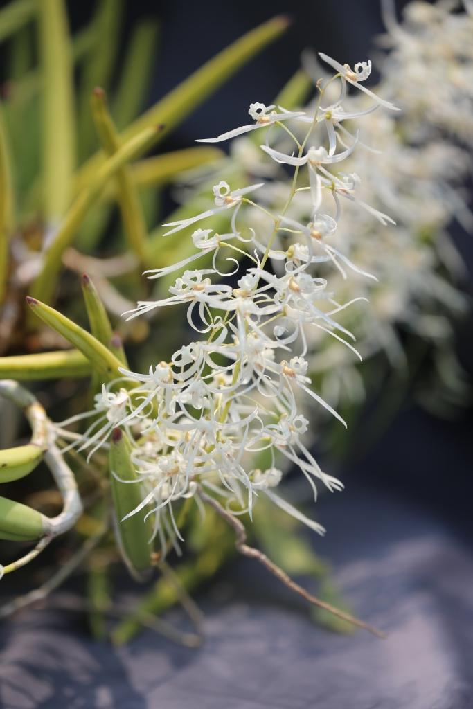 Dendrobium wassellii - photo 2