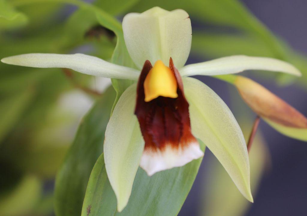 Coelogyne Bird In Flight