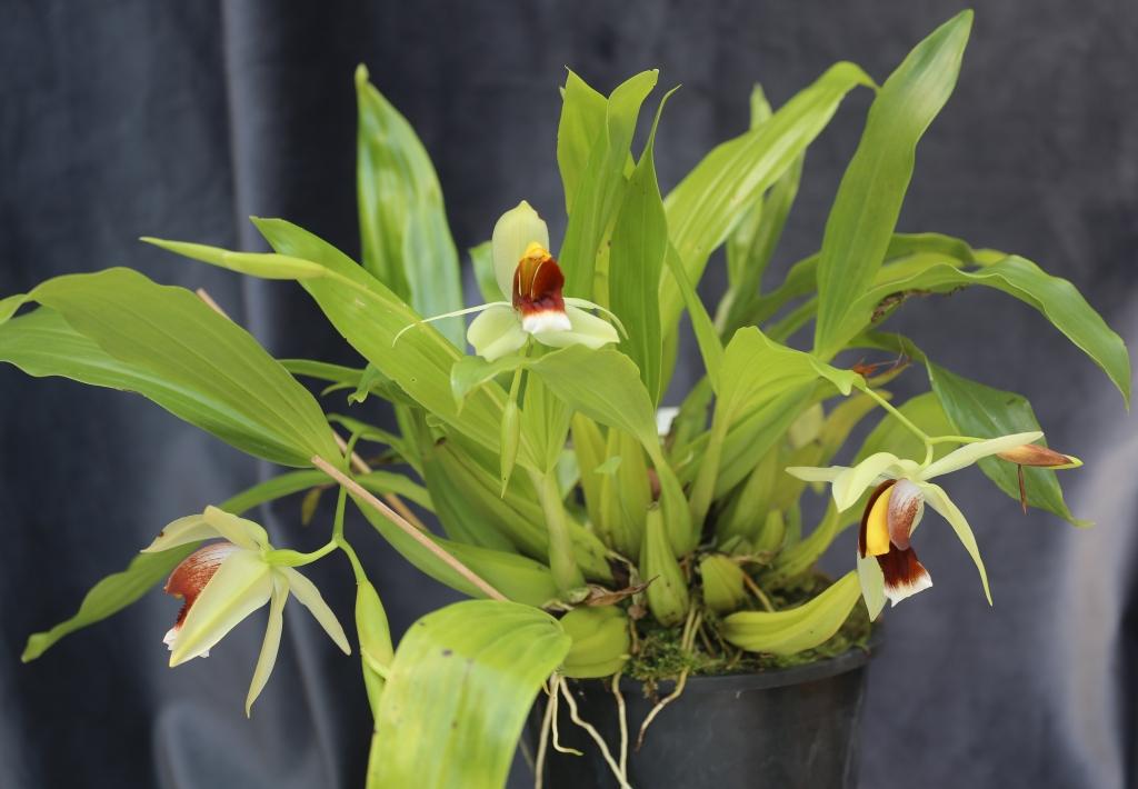 Coelogyne Bird In Flight - photo 2