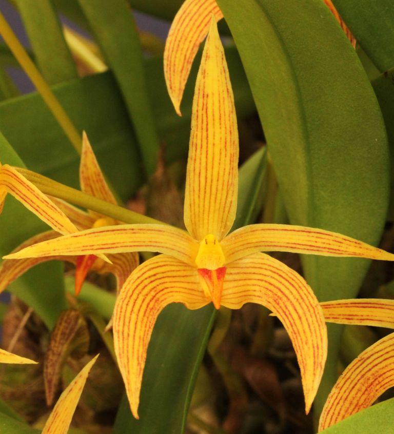 Bulb Memoria Richard Mizuta