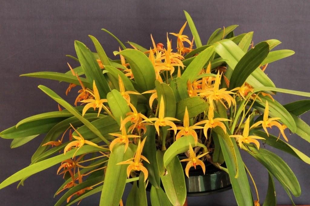 Bulbophyllum Memoria Richard Mizuta - photo 2