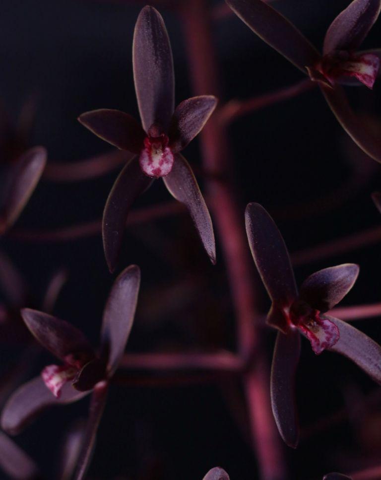 Cymbidium canaliculatum