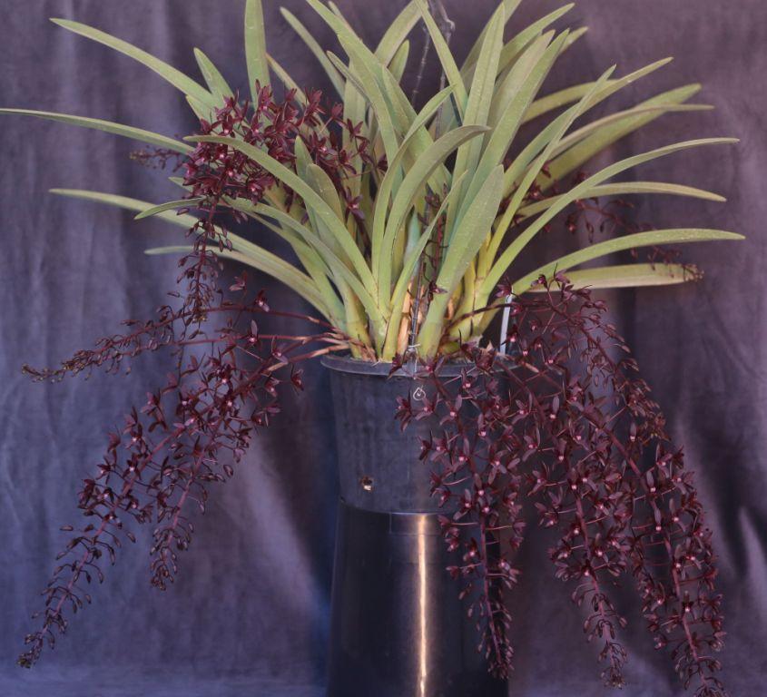 Cymbidium canaliculatum