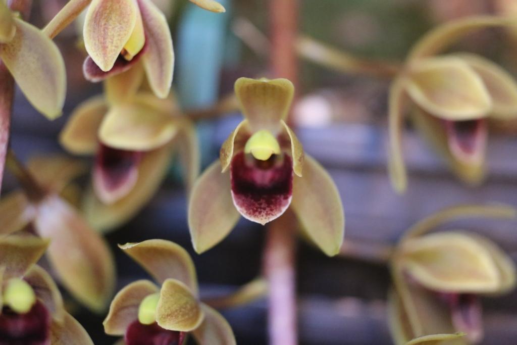 Cymbidium Sweet Devon - photo 2