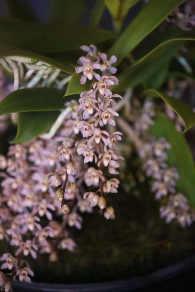 Peristerchilus Olive Grace - photo 2