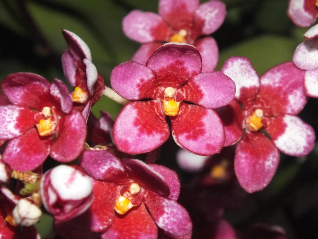 Sarco Kulnura Hysteria