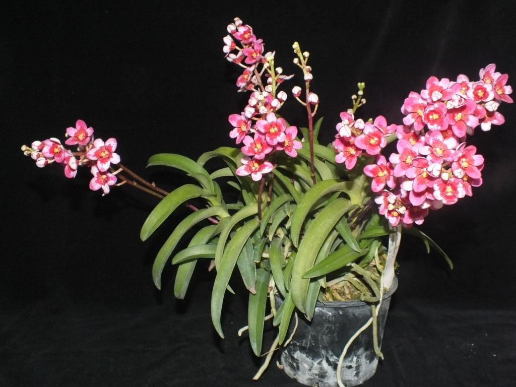 Sarcochilus Kulnura Hysteria - photo 2