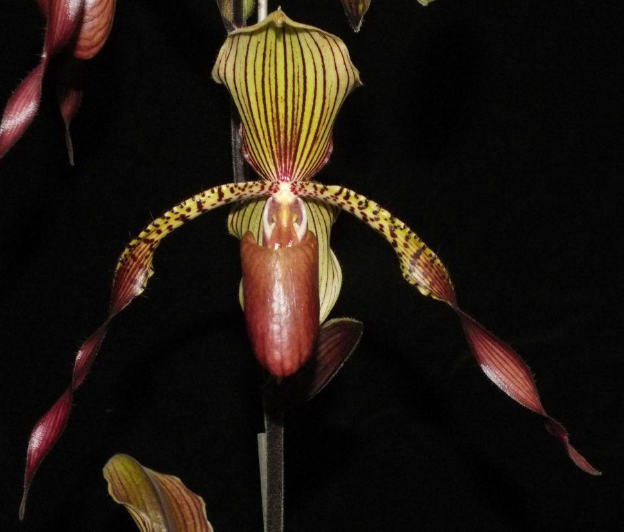 Paph Julius