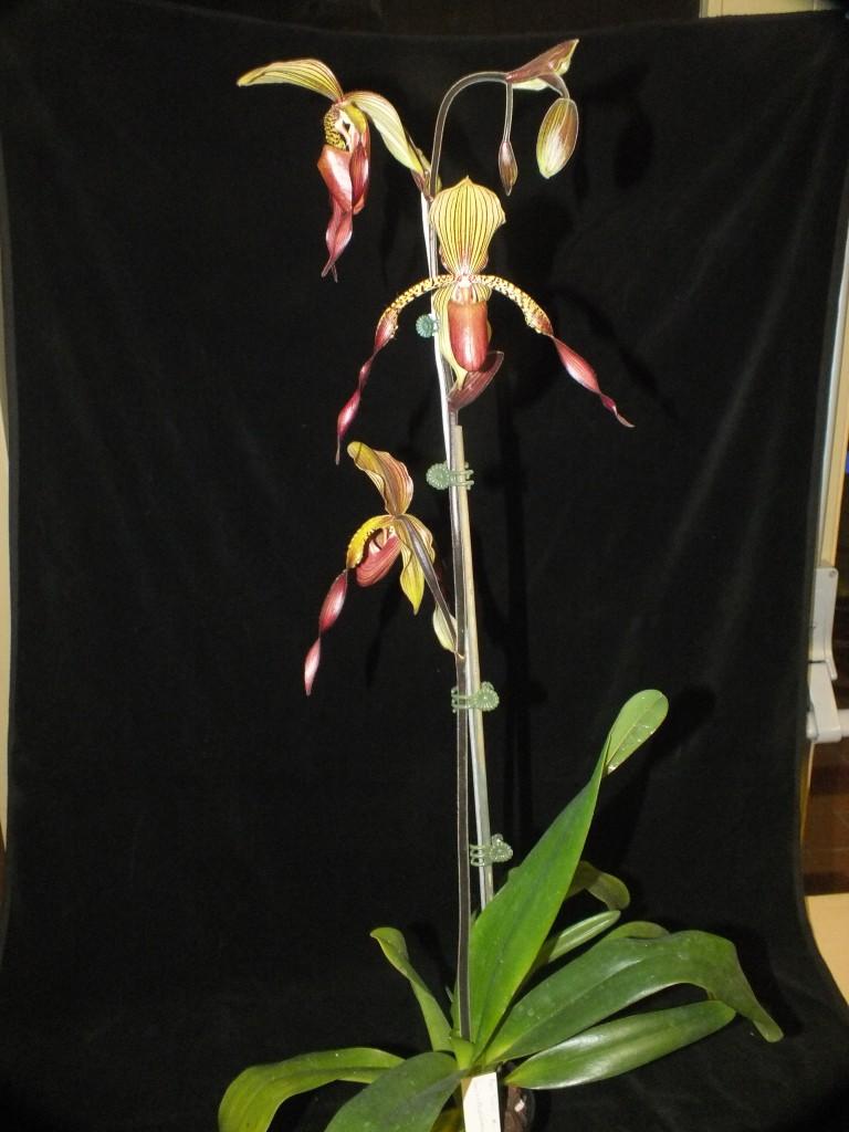 Paphiopedilum Julius - photo 2
