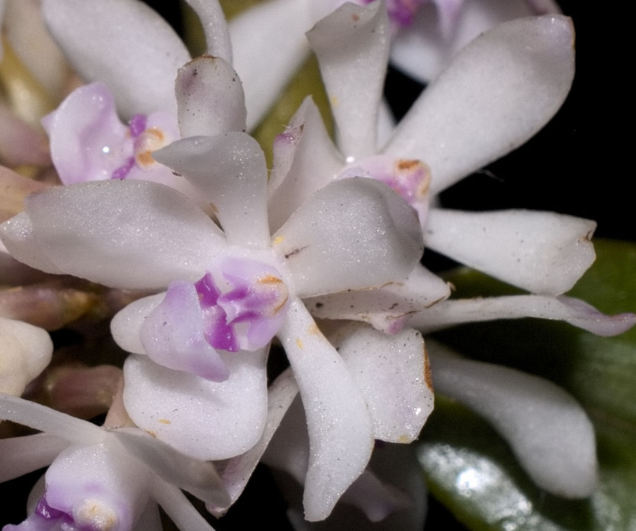 Trichoglottis rosea - photo 2