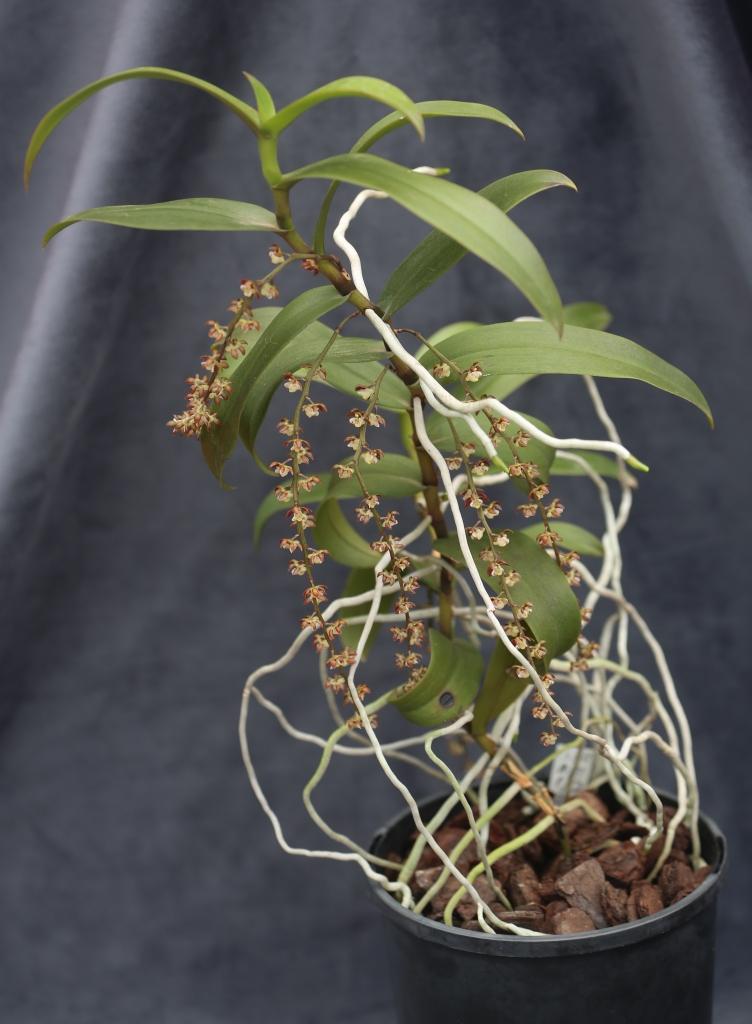 Peristorrhiza Surreal - photo 2