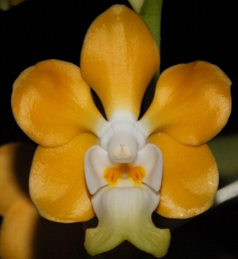 Vanda denisoniana