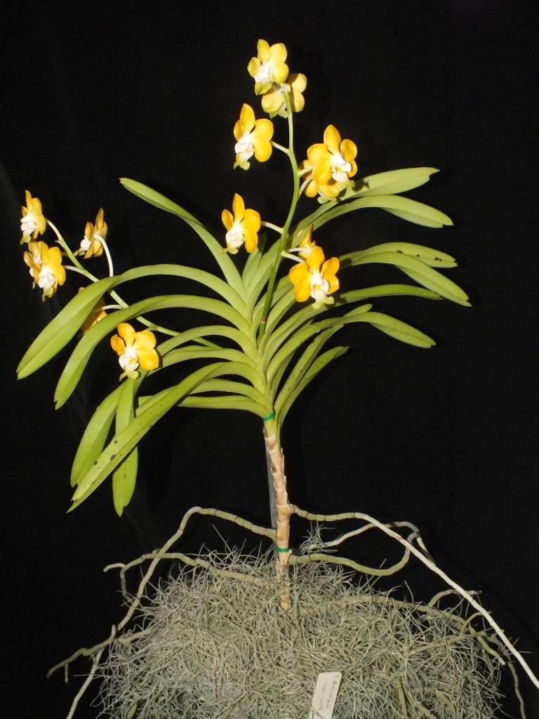 Vanda denisoniana - photo 2