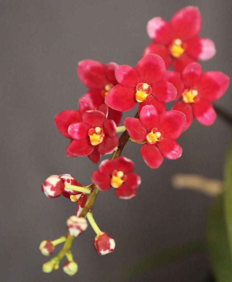 Sarco Allure 'Vernan's Delight'