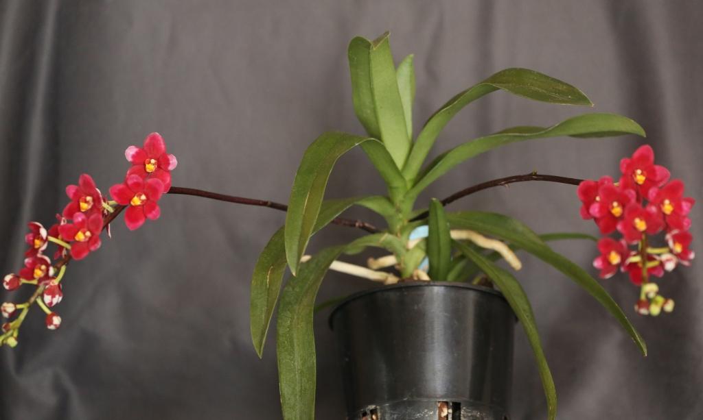 Sarcochilus Allure 'Vernan's Delight' - photo 2