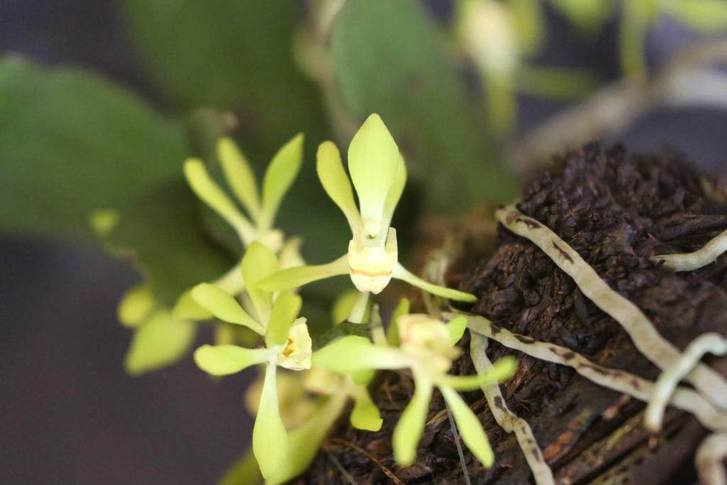 Sarcochilus argochilus