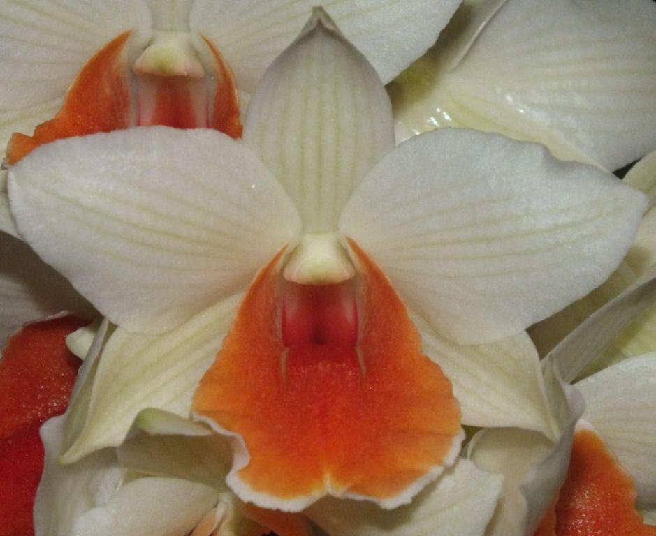 Den Roongkamol Vejvarut