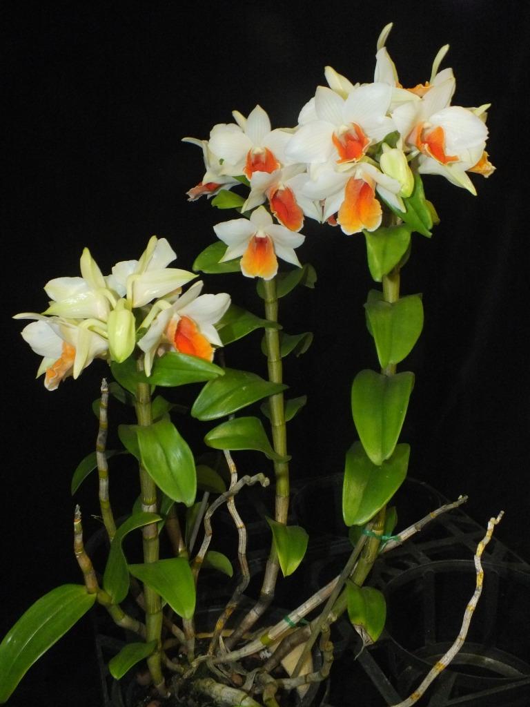 Dendrobium Roongkamol Vejvarut - photo 2