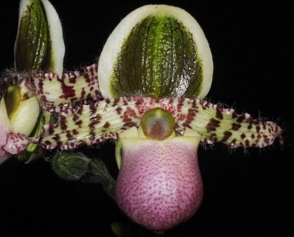 Paphiopedilum liemianum