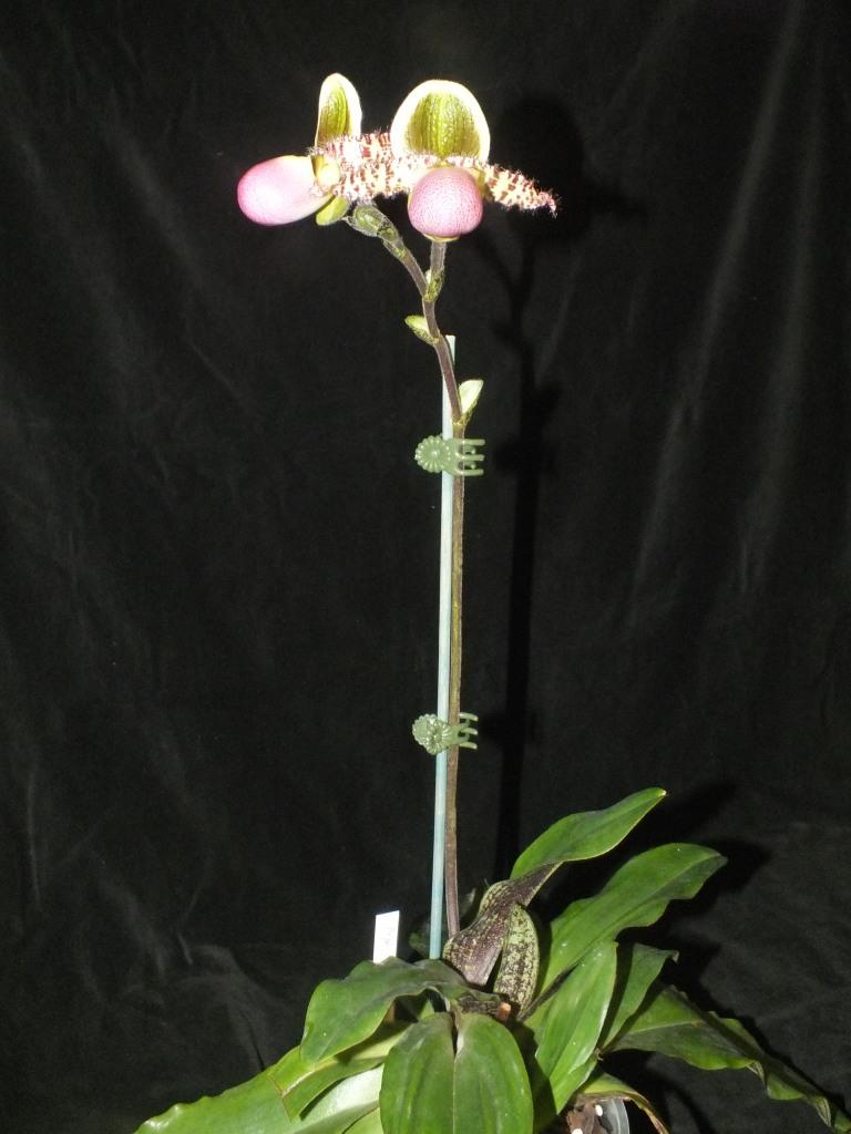 Paphiopedilum liemianum - photo 2