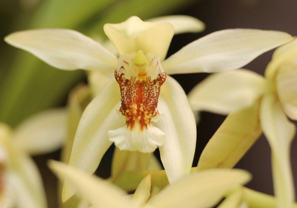 Coelogyne Zia Maria
