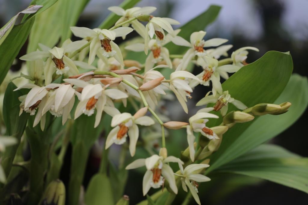 Coelogyne Zia Maria - photo 2