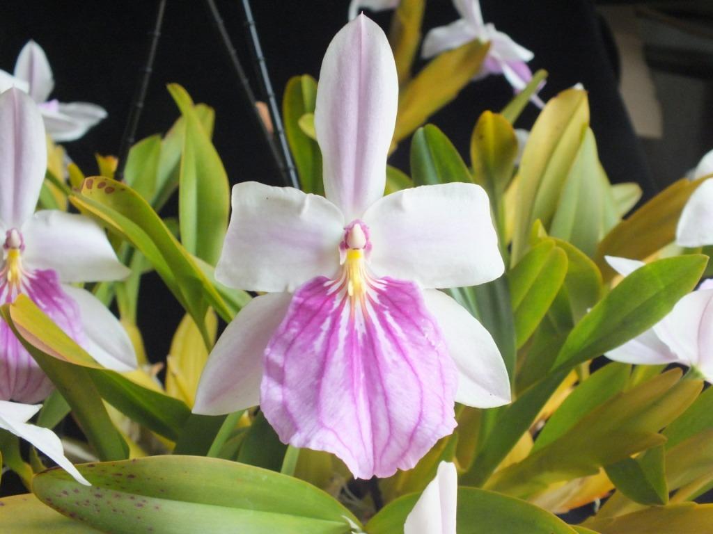 Miltonia spectabilis