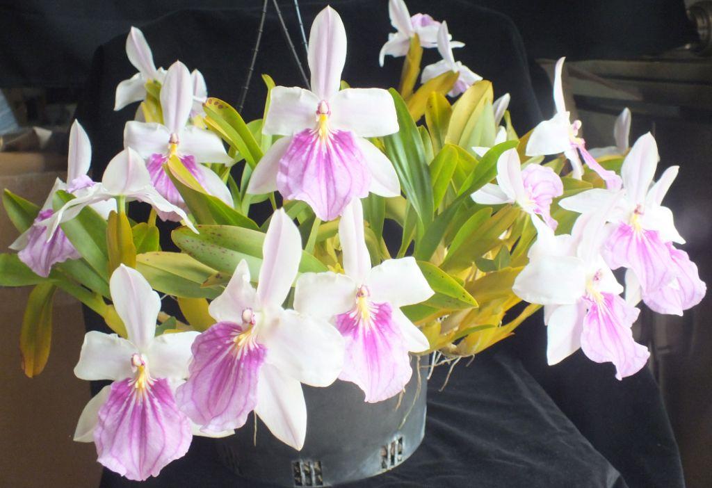 Miltonia spectabilis - photo 2