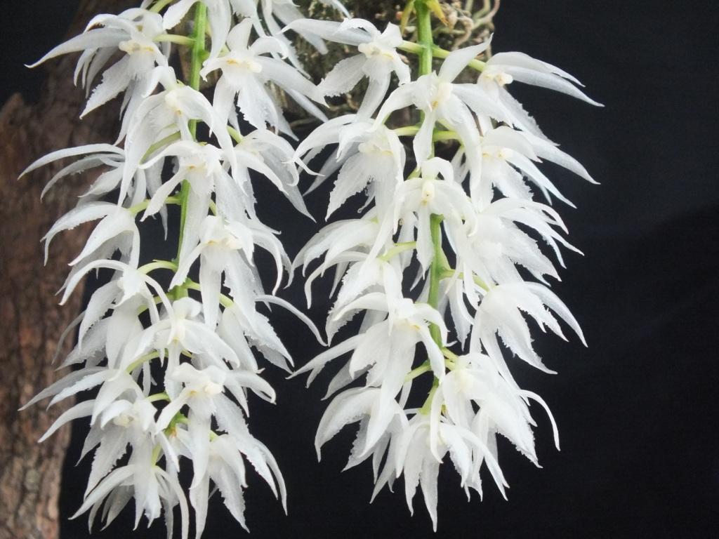 Warmingia eugenii - photo 2