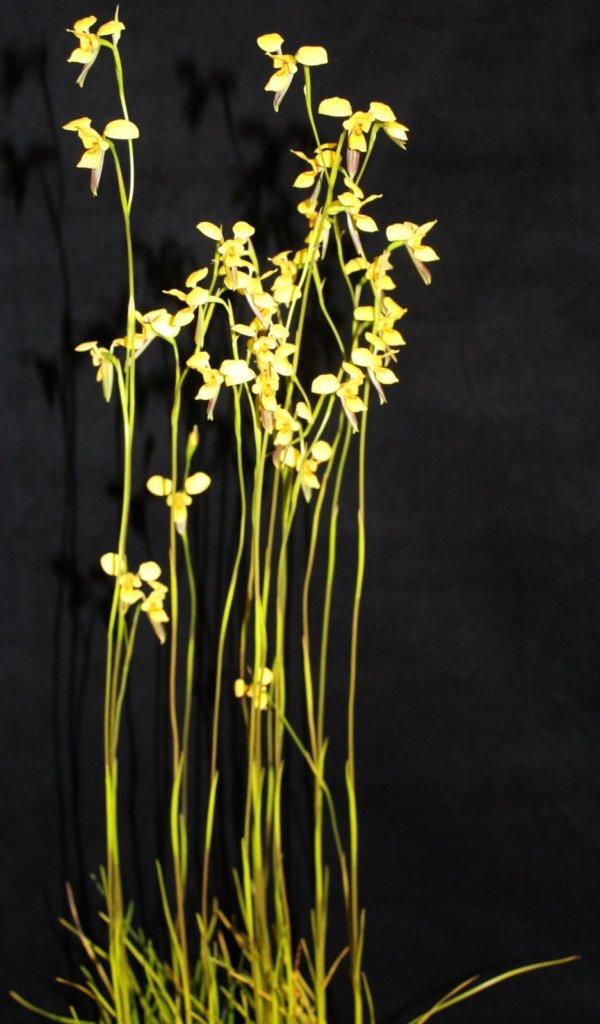 Diuris drummondii