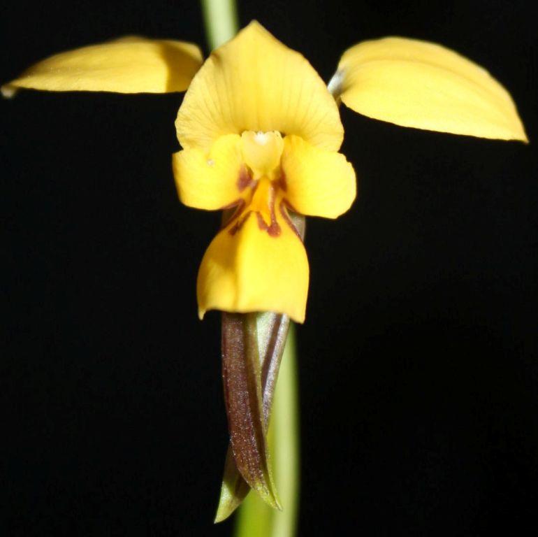 Diuris drummondii - photo 2