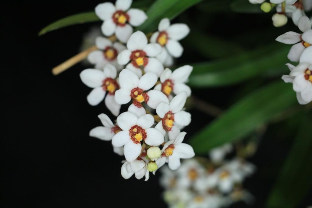 Sarcochilus Racheal - photo 2