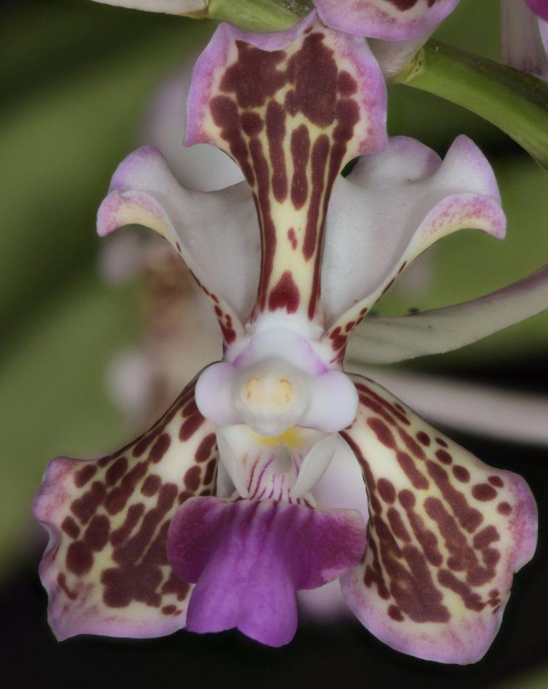 Vanda tricolor - HCC/AOC