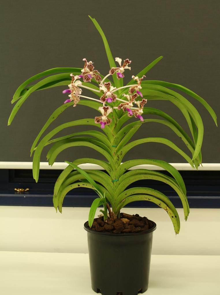 Vanda tricolor - photo 2