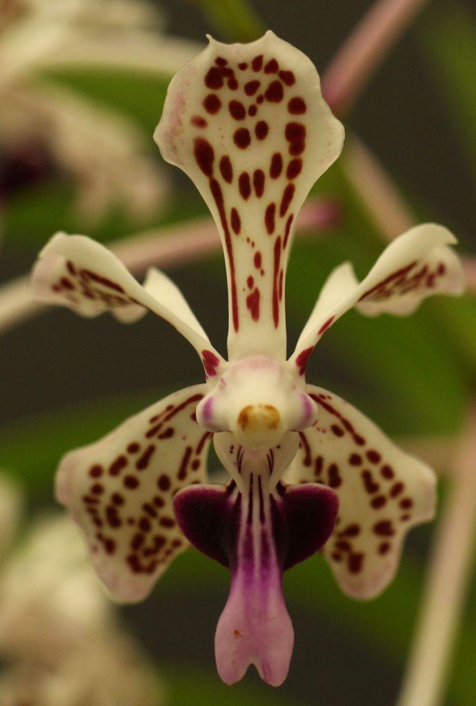 Vanda tricolor var suavis
