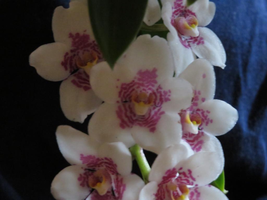 Sarcochilus Judith - photo 2