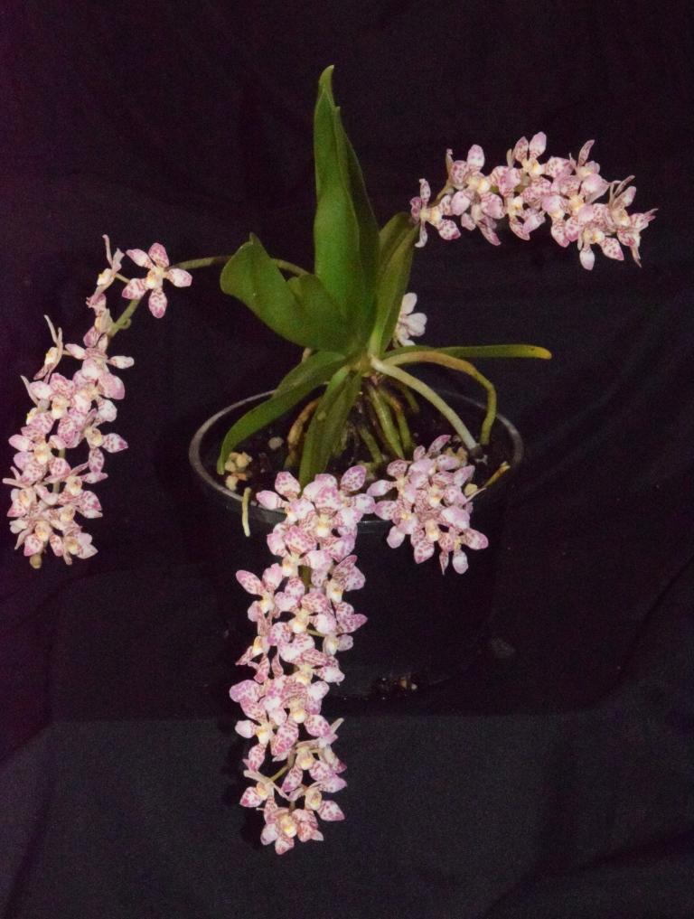 Sarcochilus Effie - photo 2